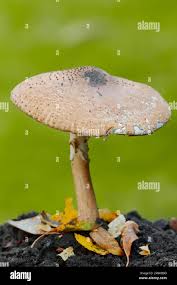 Attēlu rezultāti vaicājumam “Lepiota aspera”