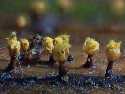 Attēlu rezultāti vaicājumam “Hemitrichia leiotricha”