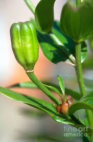 Attēlu rezultāti vaicājumam “Lilium lancifolium bud”