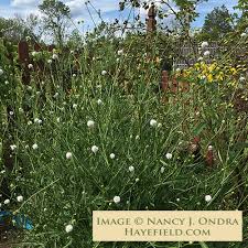 Image result for Succisella inflexa