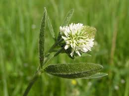 Attēlu rezultāti vaicājumam “Trifolium montanum fruit”