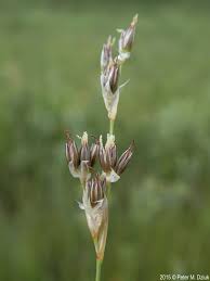 Attēlu rezultāti vaicājumam “Juncus squarrosus fruit”