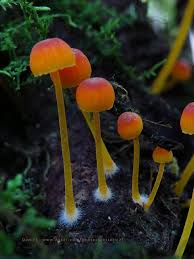 Attēlu rezultāti vaicājumam “Mycena acicula”