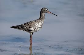 Image result for Tringa erythropus