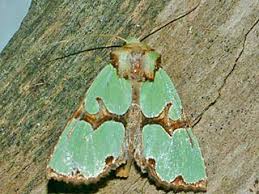 Attēlu rezultāti vaicājumam “Staurophora celsia”