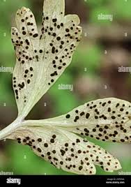 Attēlu rezultāti vaicājumam “Tranzschelia anemones”