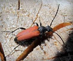 Attēlu rezultāti vaicājumam “Anastrangalia sanguinolenta”