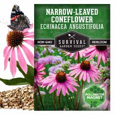Image result for Echinacea angustifolia