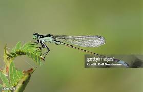 Attēlu rezultāti vaicājumam “Ischnura elegans”