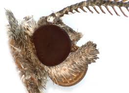 Attēlu rezultāti vaicājumam “Macaria wauaria”