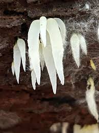 Attēlu rezultāti vaicājumam “Mucronella”