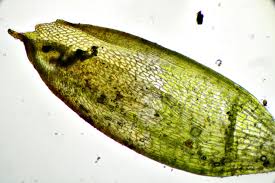 Attēlu rezultāti vaicājumam “Acaulon muticum”