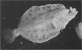 Image result for Hippoglossus hippoglossus