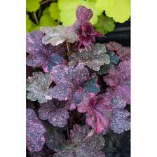 Image result for Heuchera `Midnight Rose`