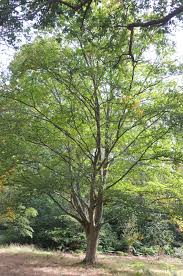 Attēlu rezultāti vaicājumam “Betula alleghaniensis”