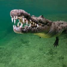 Attēlu rezultāti vaicājumam “Crocallis elinguaria imago”