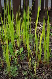 Attēlu rezultāti vaicājumam “Acoraceae”