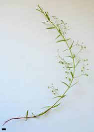 Attēlu rezultāti vaicājumam “Veronica scutellata fruit”