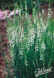 Image result for Linaria purpurea