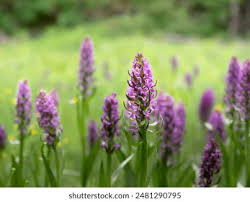 Attēlu rezultāti vaicājumam “Dactylorhiza russowii leaf”