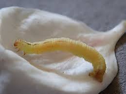 Attēlu rezultāti vaicājumam “Chloroclystis v-ata”