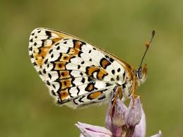 Attēlu rezultāti vaicājumam “Melitaea cinxia underside”
