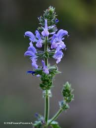 Image result for Salvia pratensis