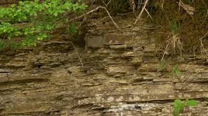 Attēlu rezultāti vaicājumam “Motacilla alba nest”