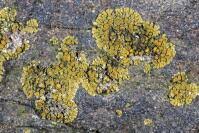 Attēlu rezultāti vaicājumam “Caloplaca scopularis”