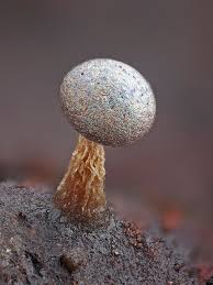 Attēlu rezultāti vaicājumam “Lamproderma arcyrioides”