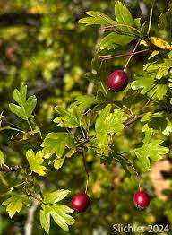 Attēlu rezultāti vaicājumam “Crataegus monogyna fruit”