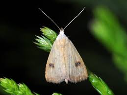 Attēlu rezultāti vaicājumam “Rivula sericealis”