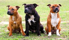 Image result for Staffordshire Stallions