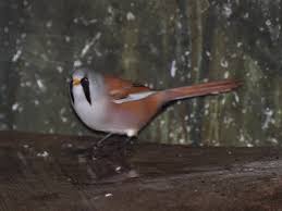 Attēlu rezultāti vaicājumam “Panurus biarmicus”