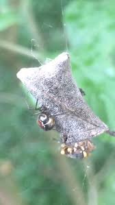 Attēlu rezultāti vaicājumam “Phylloneta cocoon”