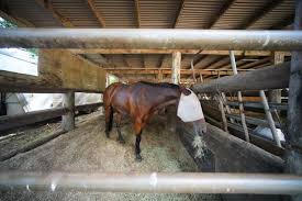 Image result for Cliff Hatch Stables