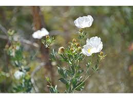 Image result for Romneya coulteri
