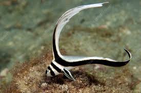 Attēlu rezultāti vaicājumam “Diderma umbilicatum young”