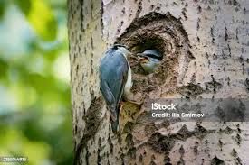 Attēlu rezultāti vaicājumam “Dryocopus martius nest”
