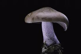 Attēlu rezultāti vaicājumam “Lepista nuda”