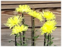 Attēlu rezultāti vaicājumam “Acer rufinerve flower”