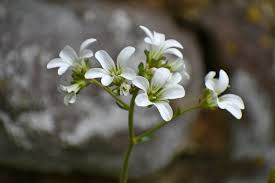 Attēlu rezultāti vaicājumam “Saxifraga granulata leaf”