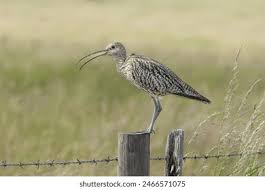 Attēlu rezultāti vaicājumam “Numenius arquata adult”