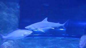 Image result for Scylliogaleus quecketti