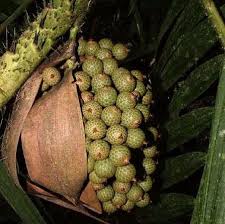 Attēlu rezultāti vaicājumam “Elymus caninus fruit”