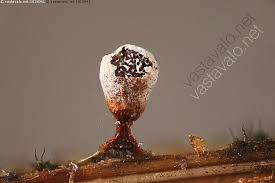 Attēlu rezultāti vaicājumam “Craterium leucocephalum”