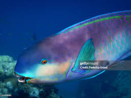 Image result for Chlorurus perspicillatus