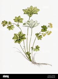 Image result for Alchemilla vulgaris