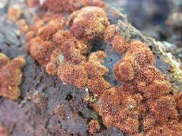 Attēlu rezultāti vaicājumam “Inonotus leporinus”