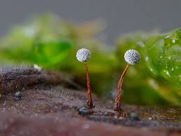 Attēlu rezultāti vaicājumam “Physarum penetrale macro”